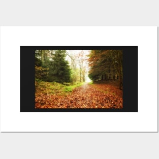 Leafy woodland path Posters and Art